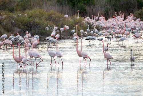 Foto Beautiful group of flamingos walk through the marsh of the Albufera natural park