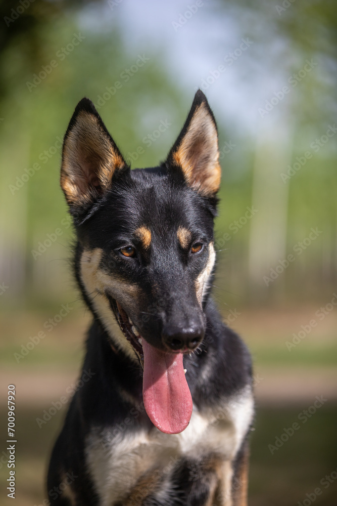 Portrait of a belusky puppy 