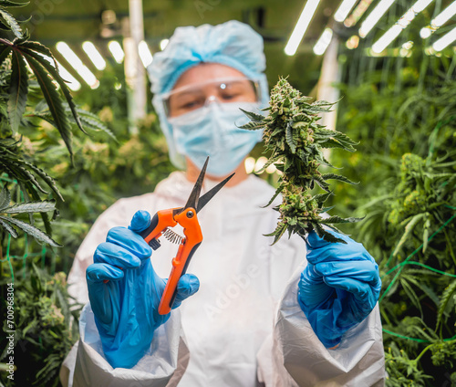 Female researcher cutting cannabis leaves and buds in a greenhouse