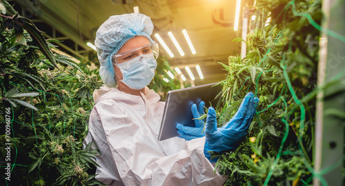 Female researcher examine cannabis leaves and buds in a greenhouse enters data into a tablet. photo