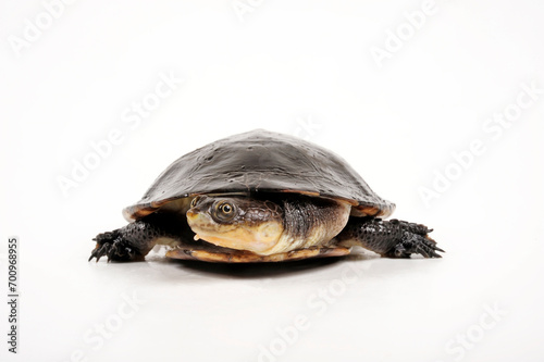 Buckelschildkröte // Toadhead turtle, Gibba turtle (Mesoclemmys gibba)