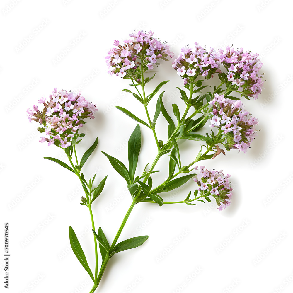 Valerian herb flower sprigs isolated on white background. Save work path