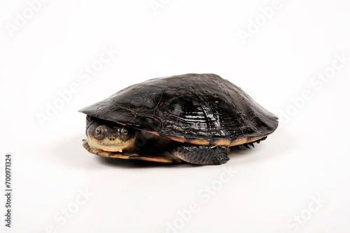 Toadhead turtle, Gibba turtle // Buckelschildkröte (Mesoclemmys gibba)