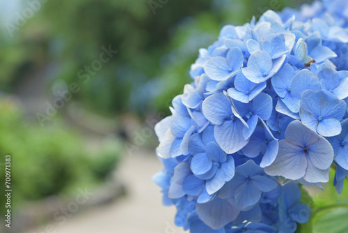 咲いている青色の紫陽花 © 中口雄大