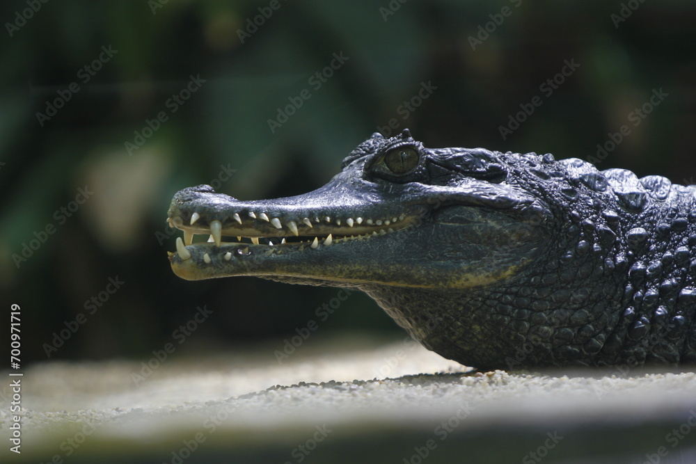 Obraz premium Krokodil