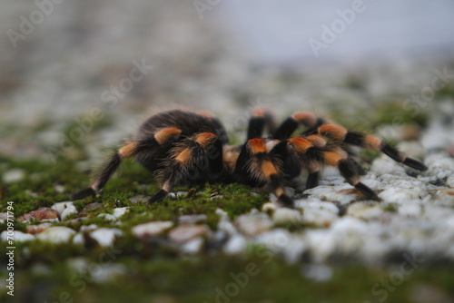 Vogelspinne Brachypelma Smithi photo