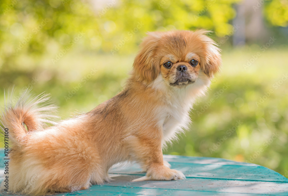Cute little Pet, adoption concept . Young golden light Doggo, close up portrait 