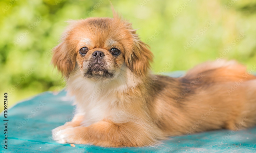 Cute little Pet, adoption concept . Young golden light Doggo, close up portrait Cute little Pet, adoption concept . Young golden light Doggo, close up portrait