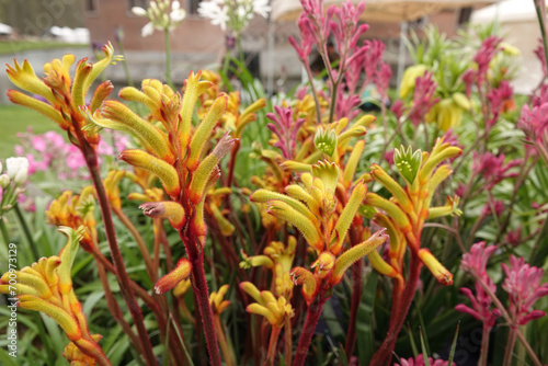 Closeup on the colorful Australian yellow or evergreen  kangaroo paw  Anigozanthos flavidus