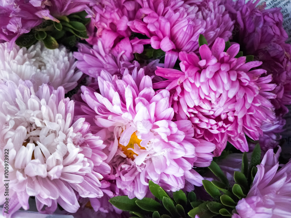 Pink and purple asters in a bouquet on a white background Pink and purple asters in a bouquet on a white background