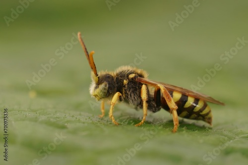 Closeup on a male Lathbury's Nomad cuckoo solitary bee, Nomada lathburiana sitting on a green leaf photo