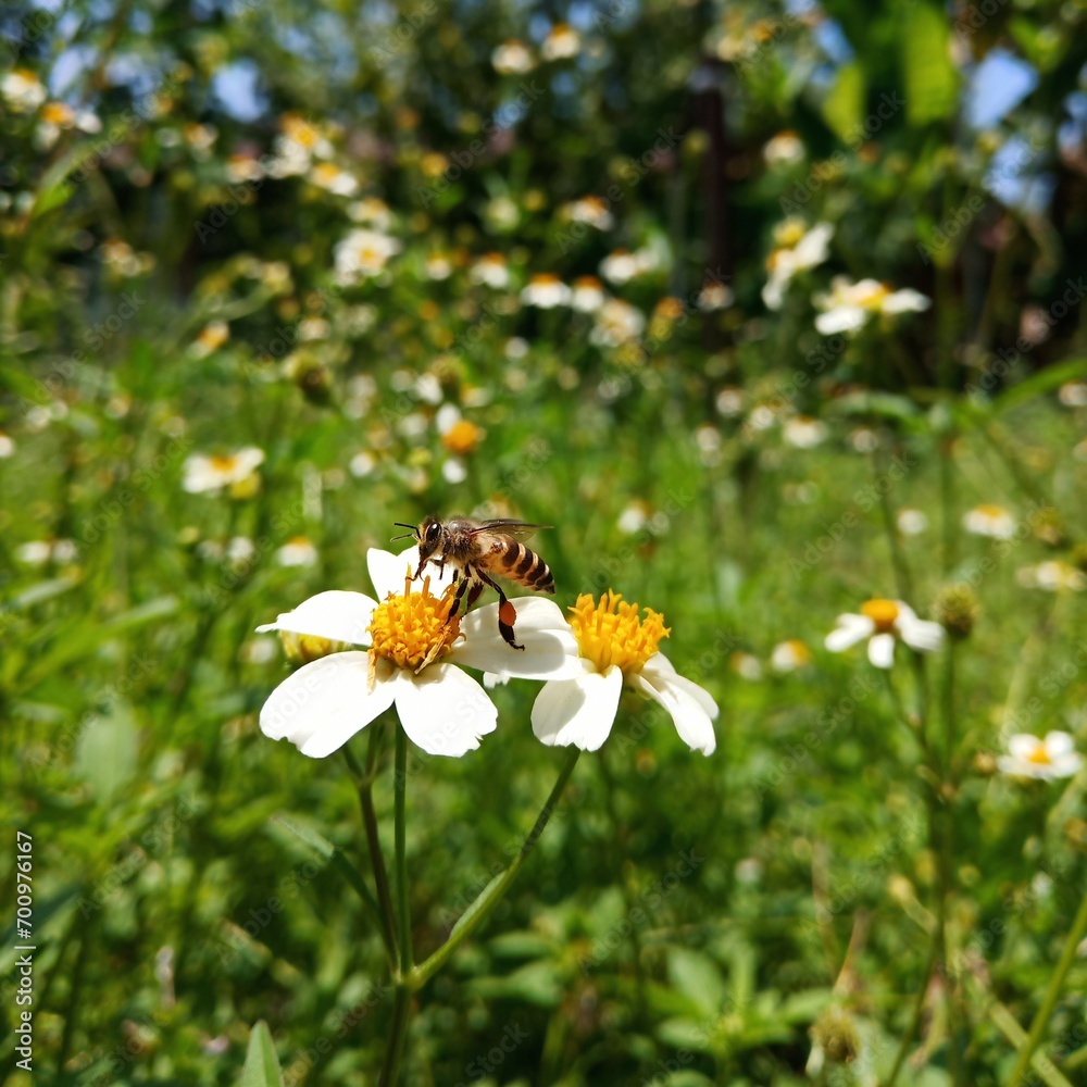 bee on a flower bee on a flower