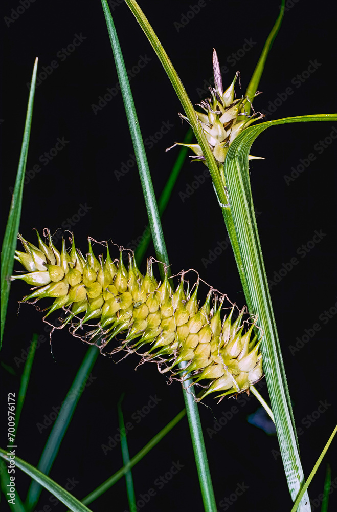 Bladder, Inflated or Blister Sedge (Carex vesicaria)