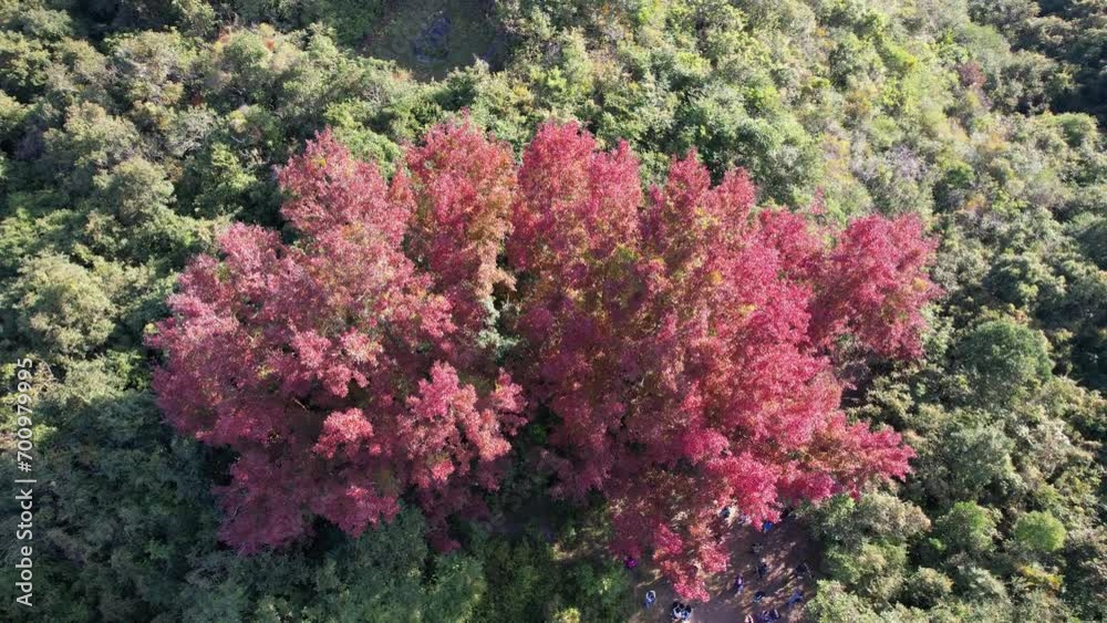 Sweet Gum in Kau Tam Tso Wu Kau Tang Tai Tong Tai Po, one of Hong Kong native deciduous trees near Kowloon Aerial drone Skyview Sweet Gum in Kau Tam Tso Wu Kau Tang Tai Tong Tai Po, one of Hong Kong native deciduous trees near Kowloon Aerial drone Skyview