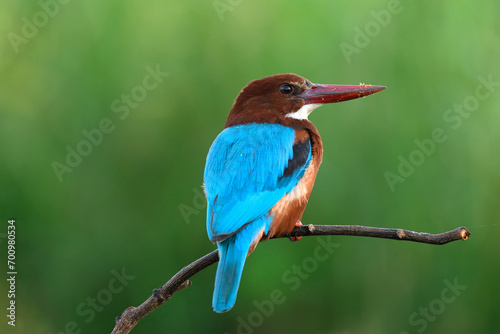 White-throated Kingfisher