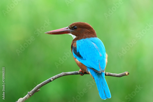 White-throated Kingfisher