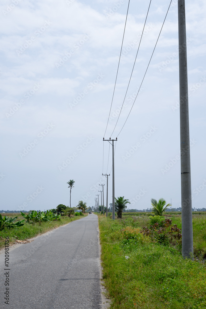 potrait of rice field with electrical poles in summer in the misty morning potrait of rice field with electrical poles in summer in the misty morning