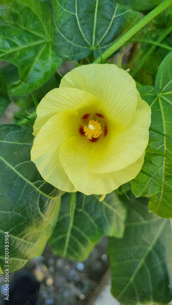 yellow blosom flower with and pink blossom flower in winter