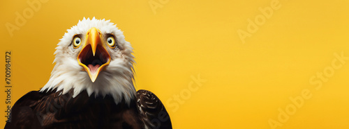 Bald eagle looking surprised, reacting amazed, impressed, standing over yellow background photo