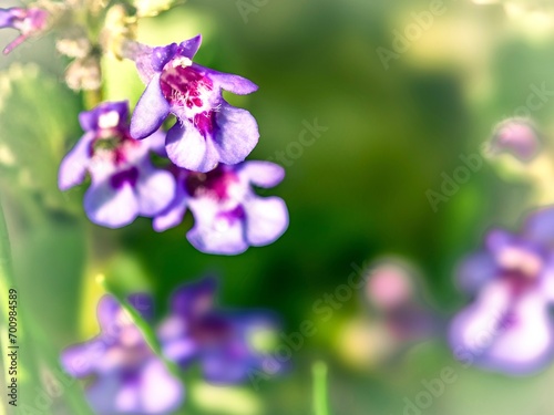 Close up of purple wildflowers in the nature. Selective focus