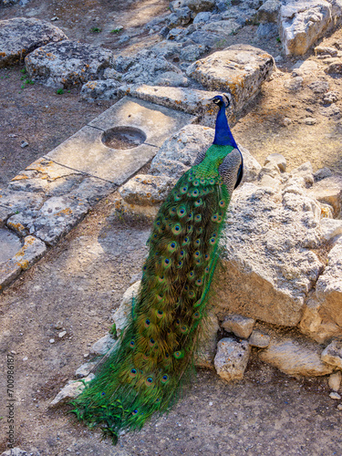 Peacock at Palace of Minos, Knossos, Heraklion Region, Crete, Greece