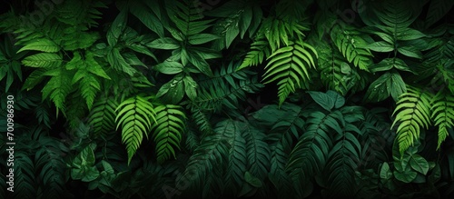 Dark green tropical fern leaves background  Panoramic backdrop. nature concept