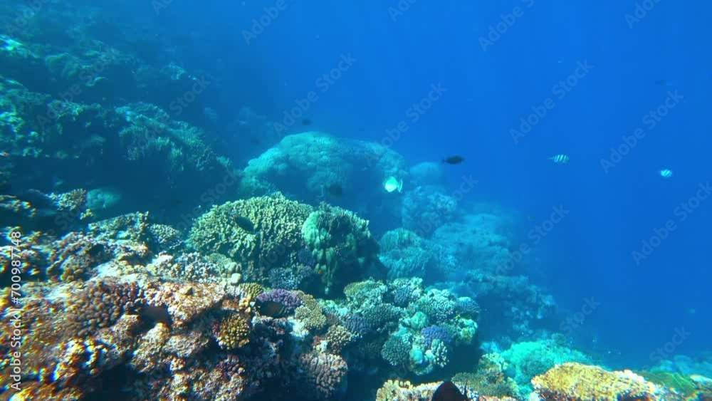 Amazing  coral reef and fish