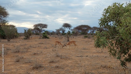 Tsavo National Park 