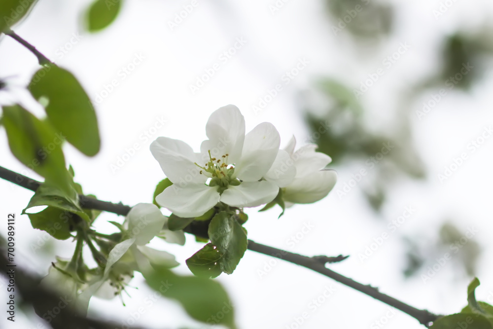 Apple trees in full bloom. Apple trees in full bloom.