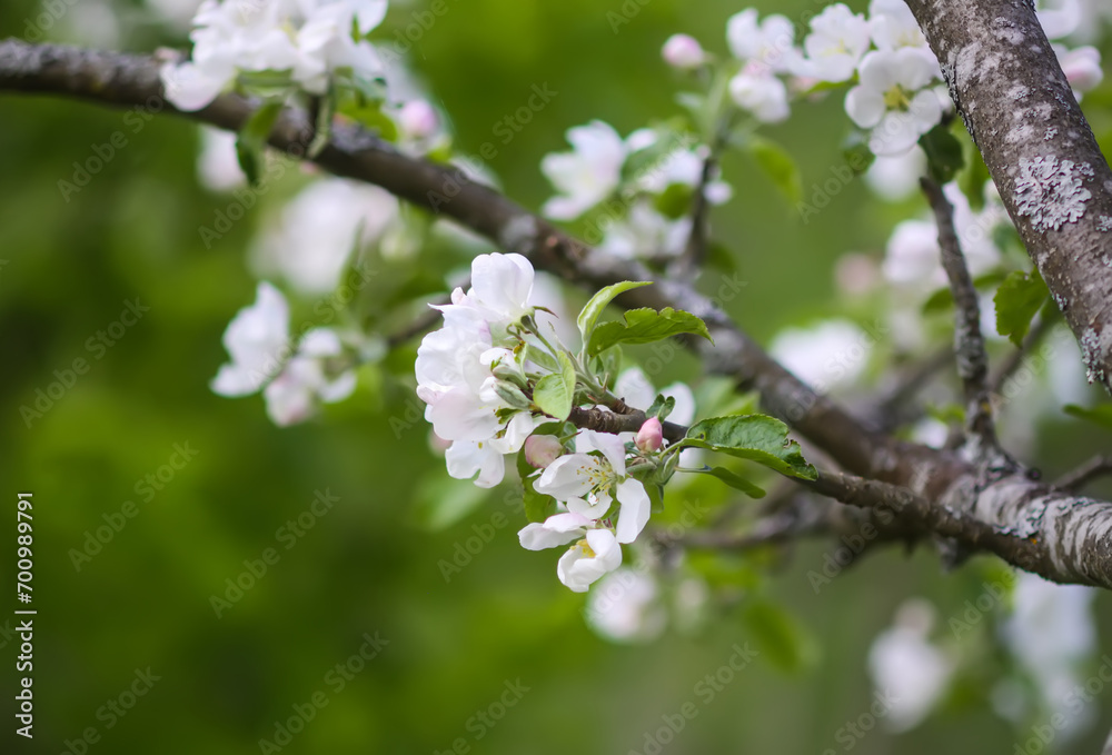 Apple trees in full bloom. Apple trees in full bloom.