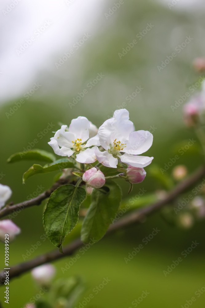 Apple trees in full bloom.