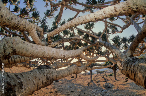 Euphorbia arbuscula photo