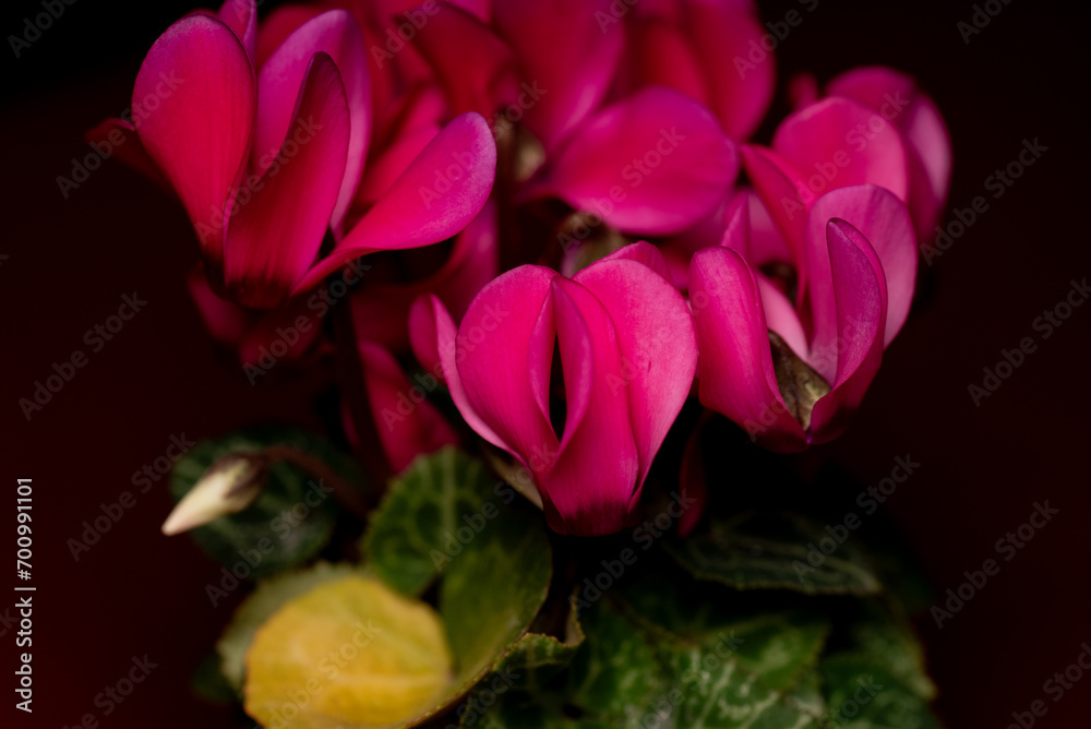 tulips on black background tulips on black background