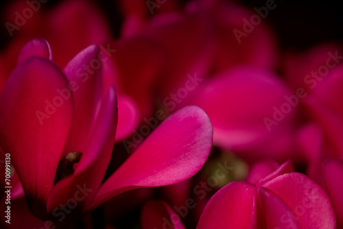 pink tulips closeup