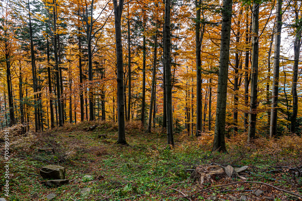 Obraz premium Autumn forest, Beskid Sądecki, Lesser Poland, EU, Jesienny las, Beskid Sądecki, Małopolska, EU