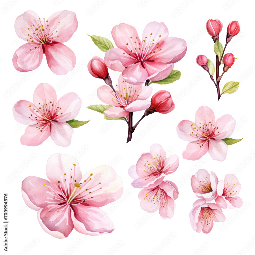 Vector collection of cherry blossoms