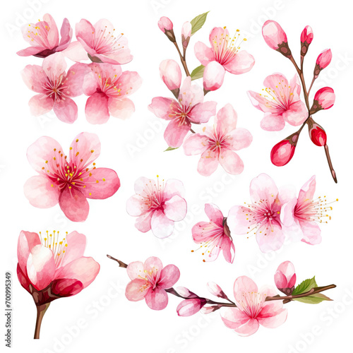 Fototapeta Naklejka Na Ścianę i Meble -  Vector collection of cherry blossoms