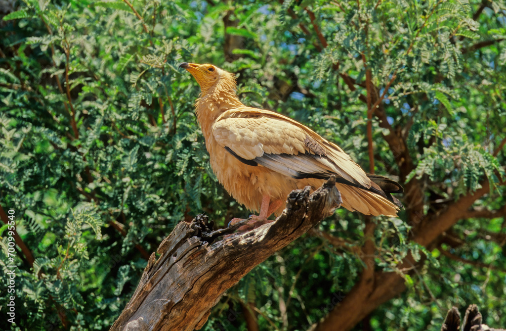 Fototapeta premium Egyptian vulture
