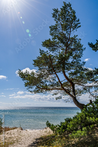 Fototapeta Naklejka Na Ścianę i Meble -  Pine tree on the beach