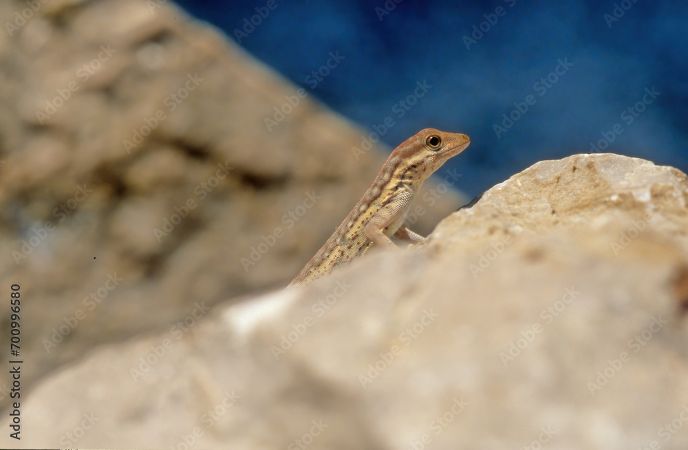 Pristurus samhaensis. Pristurus samhaensis.
