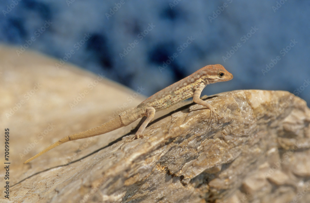 Pristurus samhaensis. Pristurus samhaensis.
