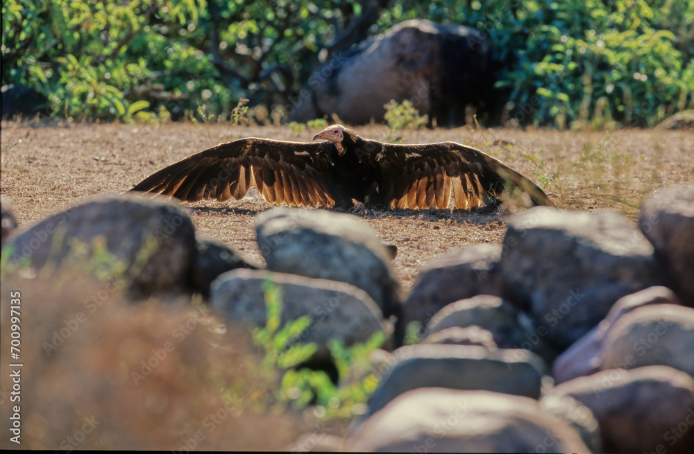 Obraz premium Egyptian vulture