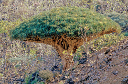 Dracaena cinnabari photo