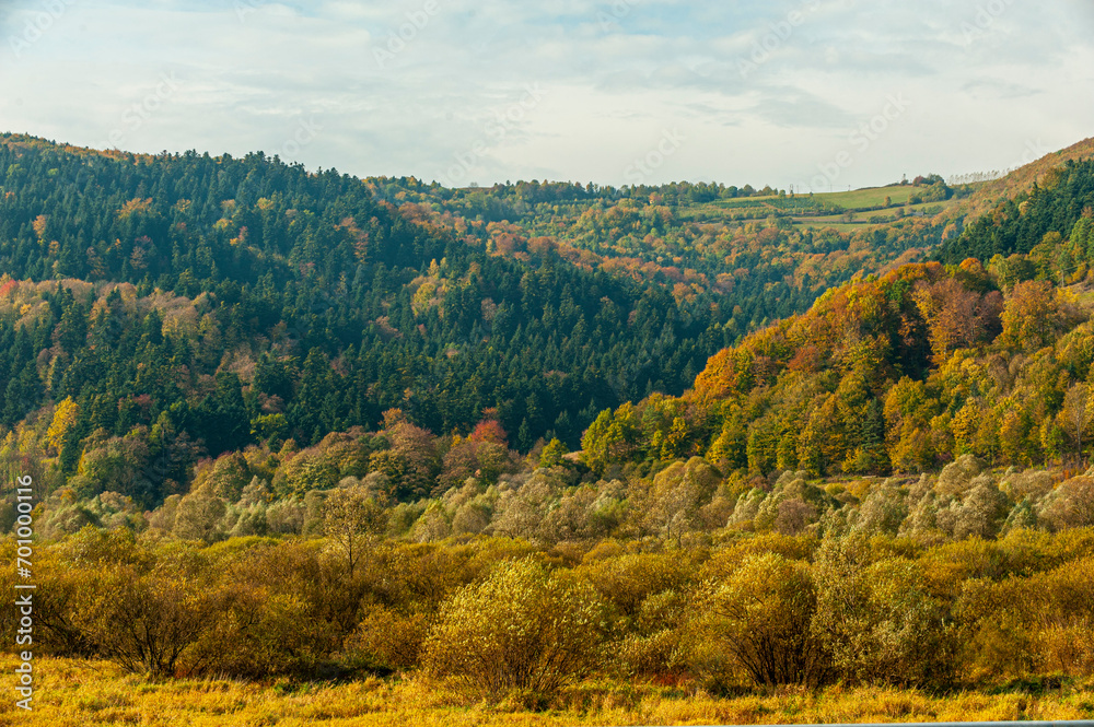 Autumn forest, Beskid Sądecki, Lesser Poland, EU, Jesienny las, Beskid Sądecki, Małopolska, EU