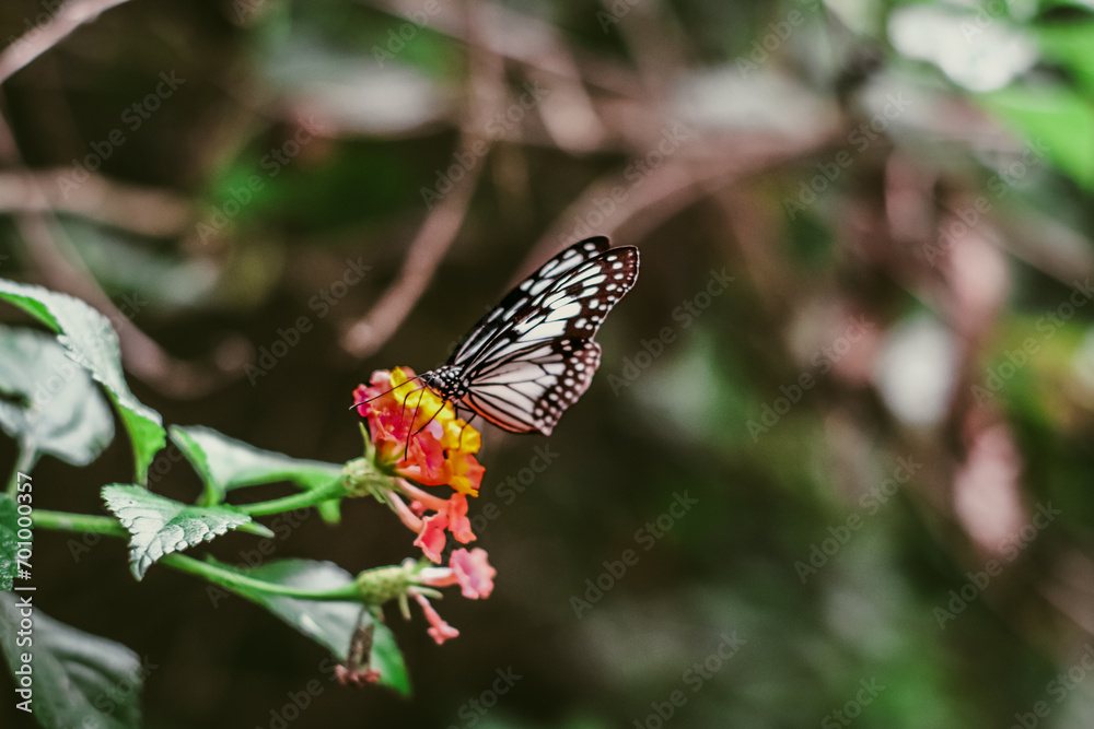 Black and white winged butterfly species sitting on a flower Black and white winged butterfly species sitting on a flower