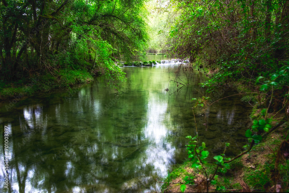 Petit ruisseau entouré d'arbres aux feuillage vert Petit ruisseau entouré d'arbres aux feuillage vert