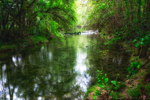 Fototapeta Naklejka Na Ścianę i Meble -  Petit ruisseau entouré d'arbres aux feuillage vert 