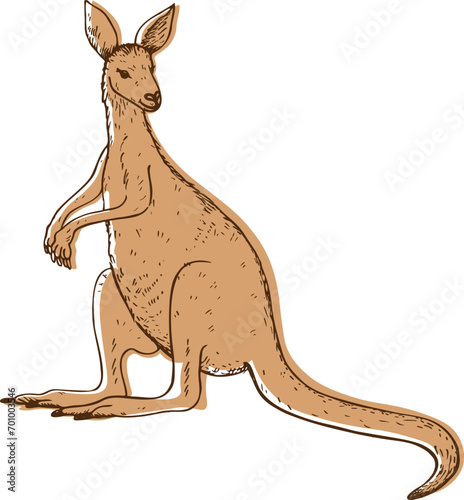 Kangaroo sketch hand drawn vector illustration on isolated background. Cute Wallaby Australian or New Guinea marsupial animal for logo  design  print  paper  label  icon  card  poster  flyer