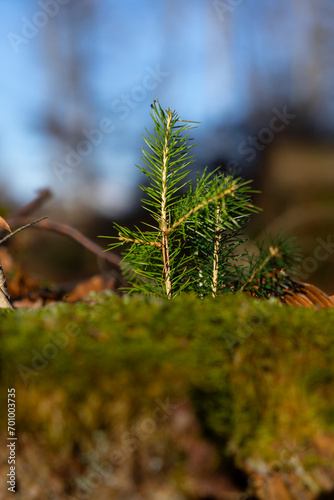 small conifer branch errecting out of the moss in autmun forest with blue sky in the background photo