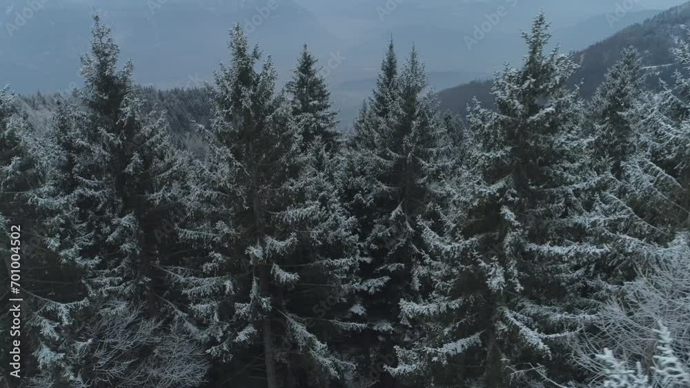 Gently rising aerial of snow-lined mountain trees in the Italian Dolomites Gently rising aerial of snow-lined mountain trees in the Italian Dolomites